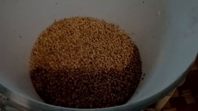 ПРОРАЩИВАЕМ ЗЕРНО ДЛЯ КУРОЧЕК-WE GERMINATE GRAIN FOR CHICKENS