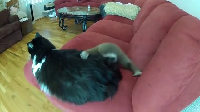 Обезьяна и кот Monkey & Cat смотреть онлайн