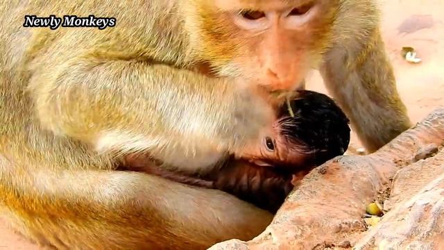 Breaking heart!!! Titan cry so strong till red face hungry milk , Tara block milk Titan many time смотреть онлайн