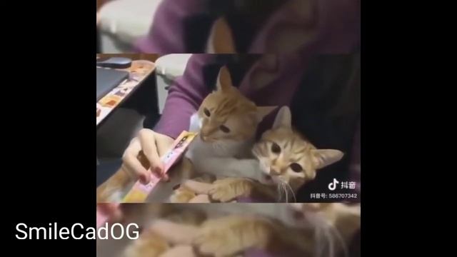 🐶Смешные Животные🐯#!!!Без музыки!!!😉Выпуск 1😉# смотреть онлайн