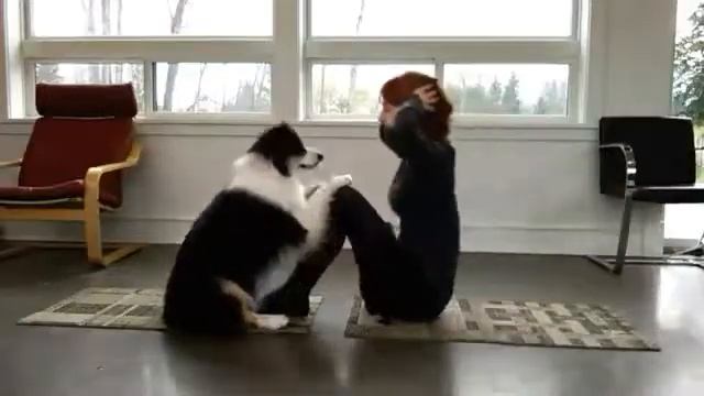 Собака настоящии помощник! смотреть онлайн