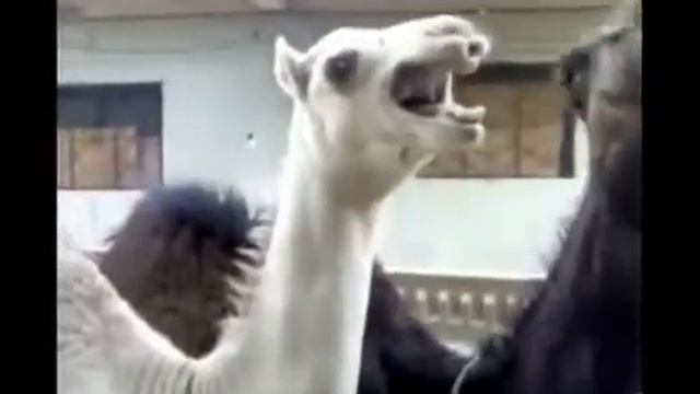 Лама смеется как обкуренный Обама. смотреть онлайн