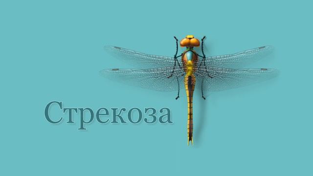 Карточки Домана - НАСЕКОМЫЕ смотреть онлайн