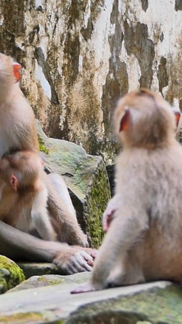 From tree to tree, these monkeys bring laughter and glee. #short #monkeys