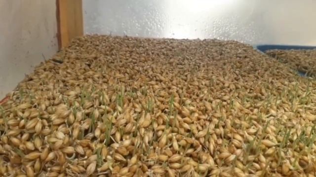 ГИДРОПОНИКА ӨСІРУДІҢ ТИІМДІ ТӘСІЛІ. МАЛҒА ЖЕМДІ ҚАЛАЙ БЕРЕМІЗ?😱