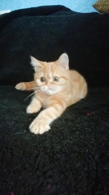 Шотландский котик из питомника Real cats смотреть онлайн