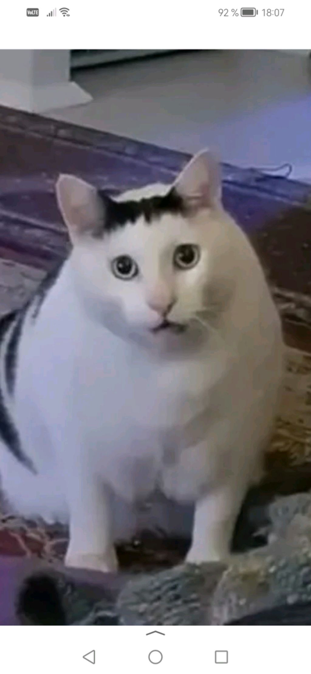Кот студия ригины🐈🤔