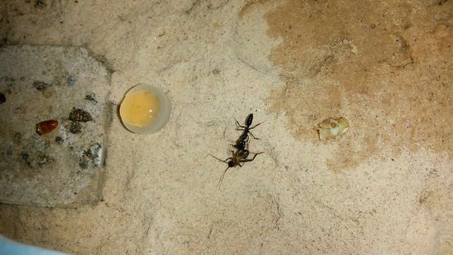 Odontomachus sp. Forrageamento смотреть онлайн