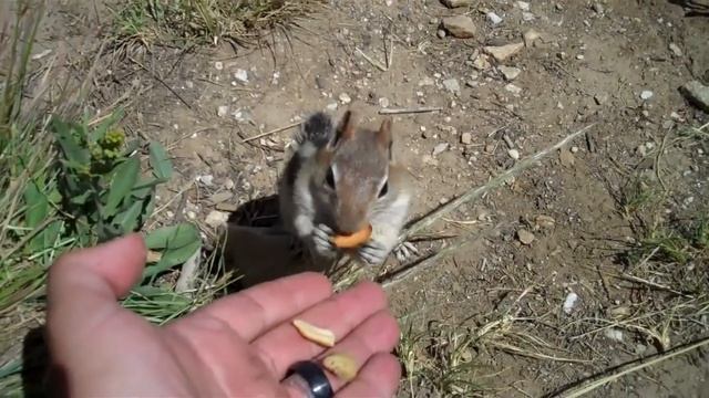 Tad and the chipmunks смотреть онлайн