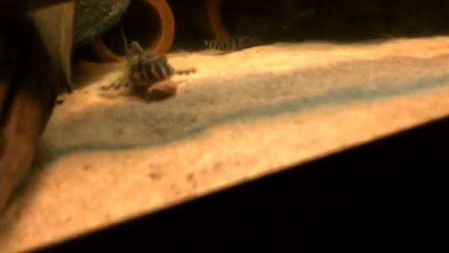 Hypancistrus L287 feeding