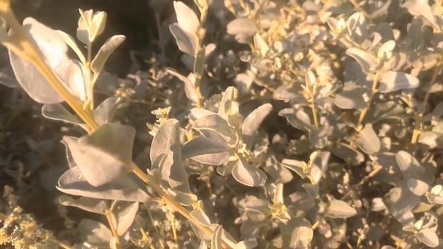 نبات الڨطف او الرغل الملحي Atriplex смотреть онлайн