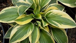 Хоста Bedazzled ⭐ Hosta Bedazzled