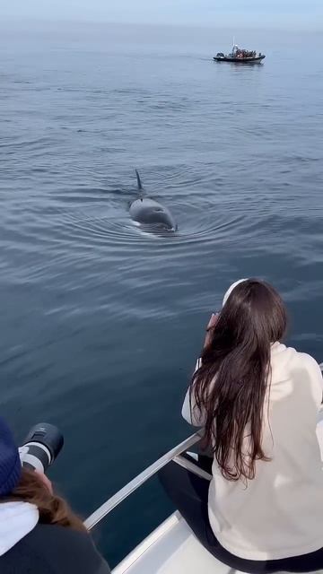 Amazing encounter with wild orcas in Monterey Bay! #orcas #killerwhales #oceanicexpeditions смотреть онлайн