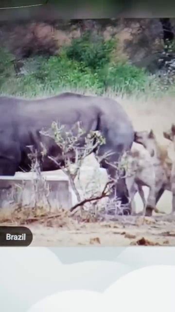 Hyenas bite a chunk out of Rhino's butt смотреть онлайн
