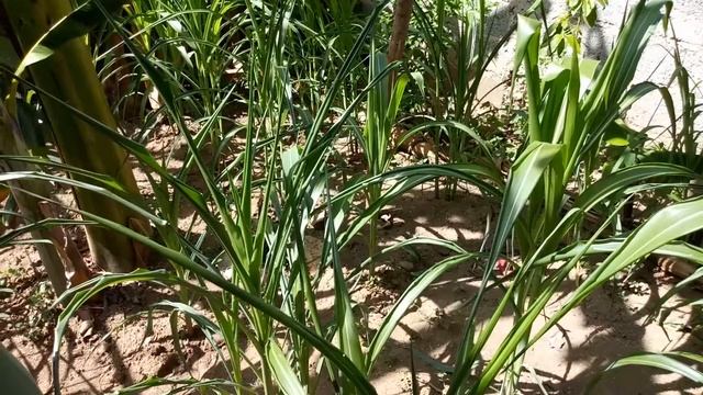 Sanluisera potencia la producción de alimentos desde su patio смотреть онлайн