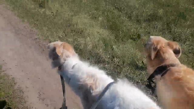 видео про намытых русских псовых борзых.