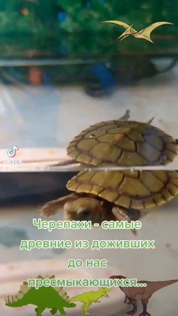 интересные факты про черепах смотреть онлайн