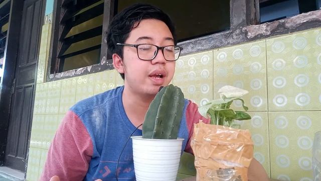 Syngonium Milk Confetii || Hadiah Wisuda Paling Wow!