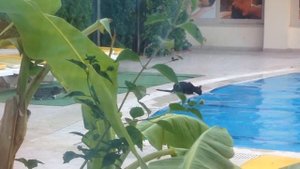 Коты у бассейна