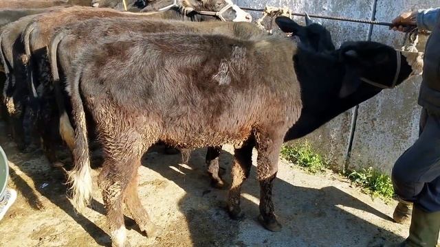молбозори регар нархи букача пахтаобод новинка 19 апрел