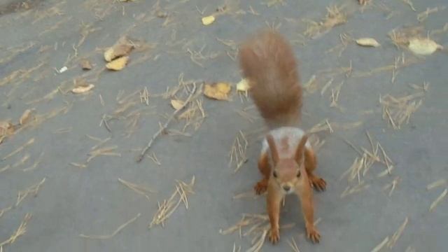 07.10.2023 г. Белочка в небольшом парке НЛМК у Дома Музыки практически ручная.)))😊✌🌲🌰🐿 смотреть онлайн