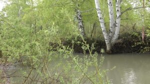 Пение птиц в забоке, relax