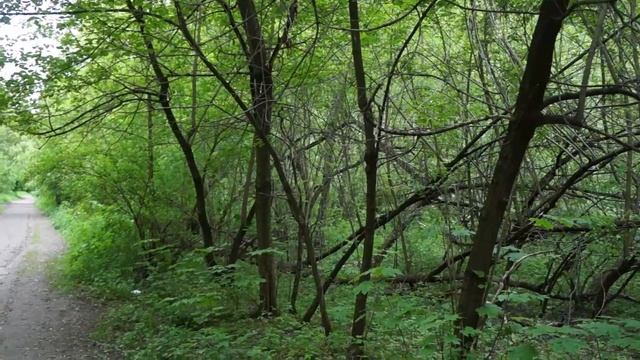 Пение птиц в парке смотреть онлайн