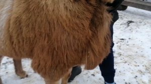 Гиссарские матки и баран производитель породы" Арашан".