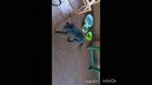 Снежа 🐶 и Агата 🐶 ищут дом 🏡!!!