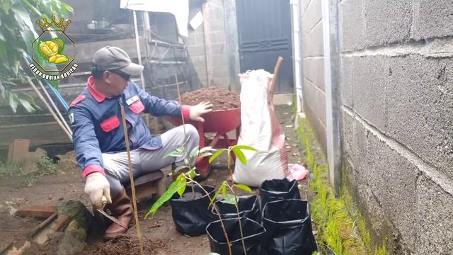 PINDAHKAN BIBIT DURIAN KE POLIBEK YANG LEBIH BESAR