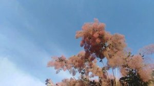 Скумпия кожевенная (пурпурная) цветёт в Ботаническом саду. 15.07.2023