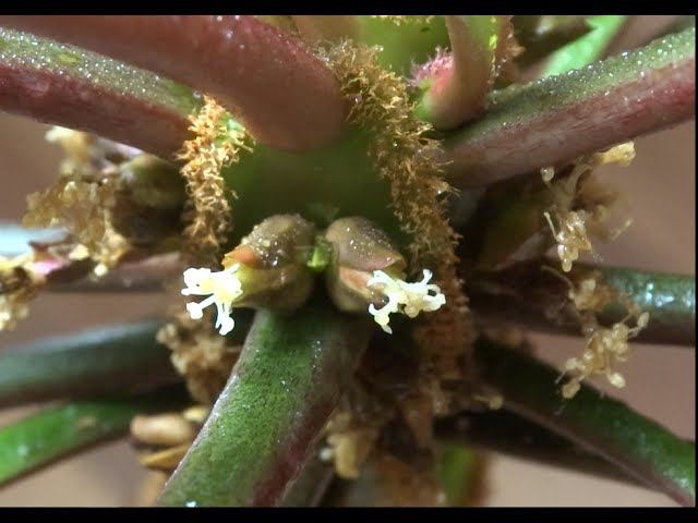 ЯДОВИТЫЙ КОМНАТНЫЙ ЦВЕТОК. Молочай. Euphorbia lophogona.