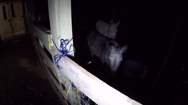 We Rescued Mini Donkeys + Happy New Year From Tennessee смотреть онлайн