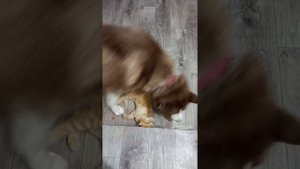 Рыжий против рыжего СОБАКА ПРОТИВ КОТА