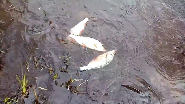 Зарыбление водоема смотреть онлайн