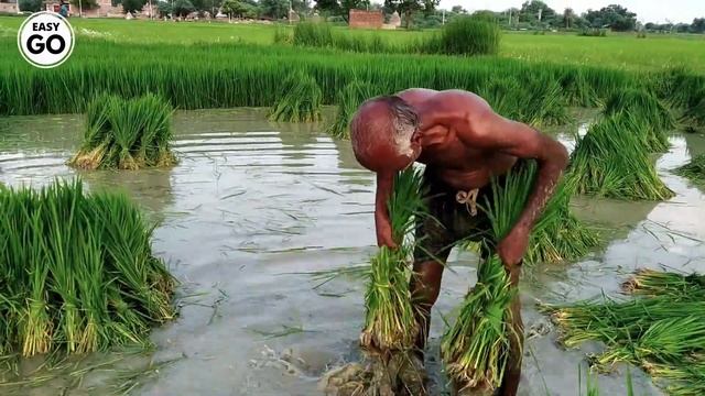 The origin of RICE смотреть онлайн
