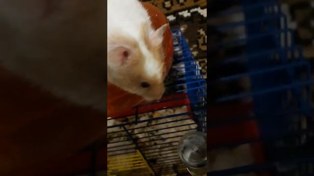 Маруся и мальчик!#хомка #хомяк #хомяки 16.12.2021года смотреть онлайн