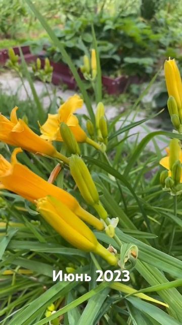 Лето 2023 #shorts #лето #2023 #куры #цветы #шпиц #вишня #сад #дом #семья смотреть онлайн