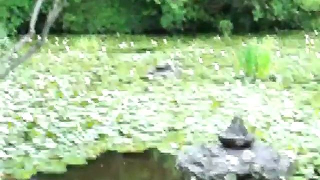 Eikokuji's ghost pond смотреть онлайн