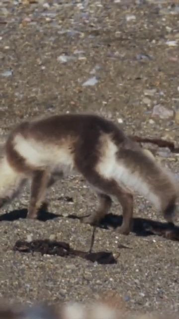 Arctic fox Арктическая лиса