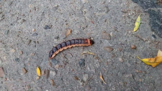 Мегабайт гусеница смотреть онлайн