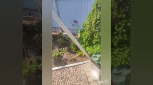 Коника погибает. 🤦Ложнощитовка на хвойных и как её побороть 🐛🐛🐛.