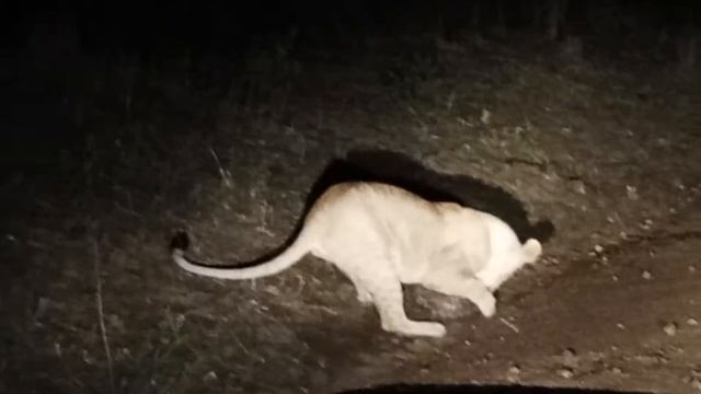 lion vs pangolin смотреть онлайн