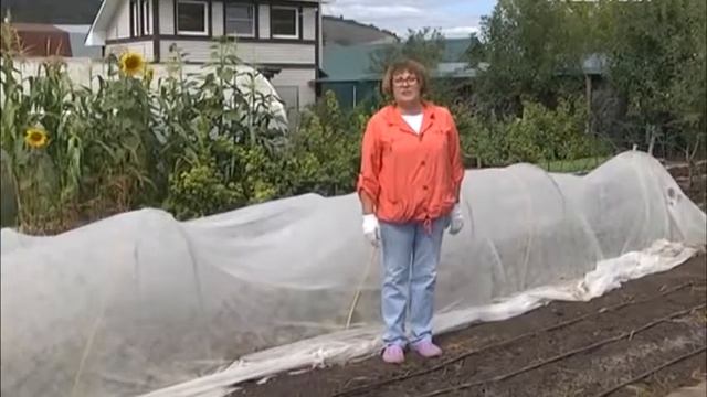 Работы в огороде в конце лета   что делать после уборки урожая