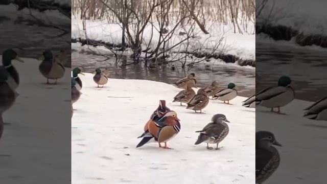 В Алтуфьевском заказнике среди крякв затесались утки-мандаринки. У них самый яркий и пестрый окрас. смотреть онлайн