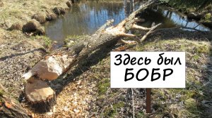 Приехал весной на дачу, а там вон что... Бобр заходил в гости