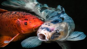 РР4 Медное- В поиске новой точки (101 серия)