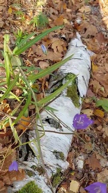 А в лесу колокольчики цветут. смотреть онлайн