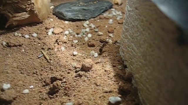 Camponotus fellah worker digging like a dog смотреть онлайн