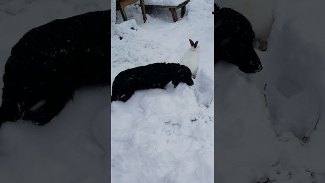 Кролики в снегу, гуляют! 9 января 2024 г. смотреть онлайн